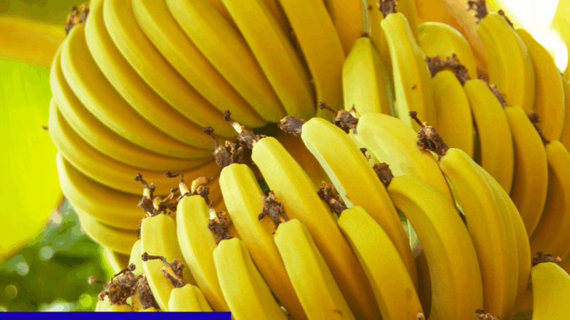 Santa Bárbara do Tugúrio se prepara para a 39ª Festa da Banana