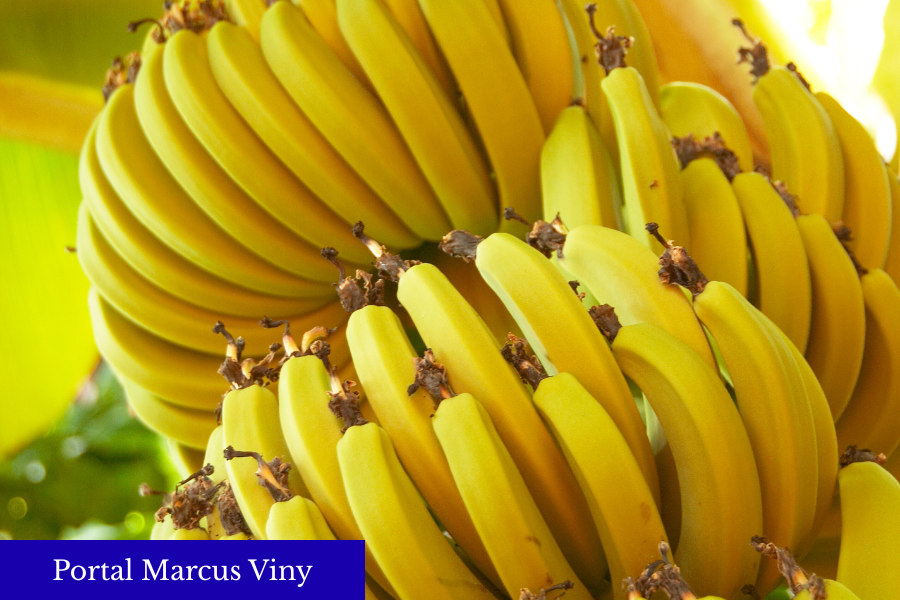 Santa Bárbara do Tugúrio se prepara para a 39ª Festa da Banana