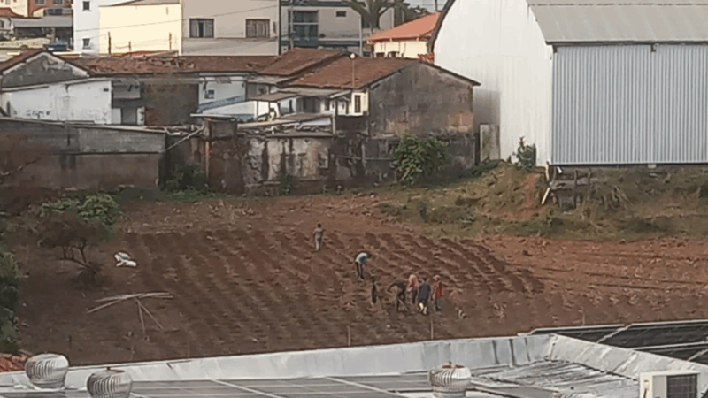 Cena rara: família planta milho no coração de Barbacena