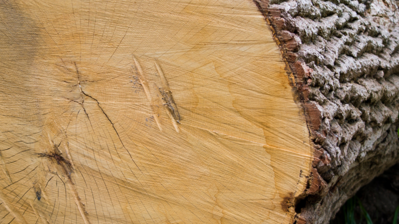 População ainda aguarda explicações sobre o corte de ipês-amarelos no centro de Barbacena
