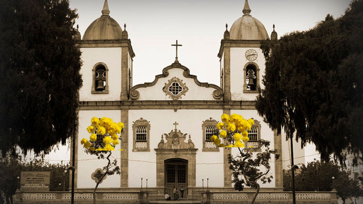 Corte de ipês-amarelos no Jardim Municipal gera indignação e levanta questionamentos em Barbacena