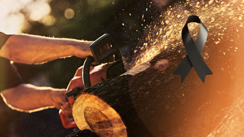 Câmara aprova requerimento sobre corte de ipês amarelos na Praça dos Andradas