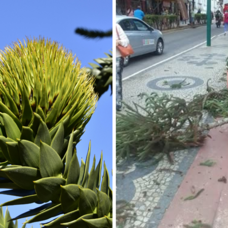 Queda de galho de araucária fere duas pessoas na Praça dos Andradas, no Centro de Barbacena