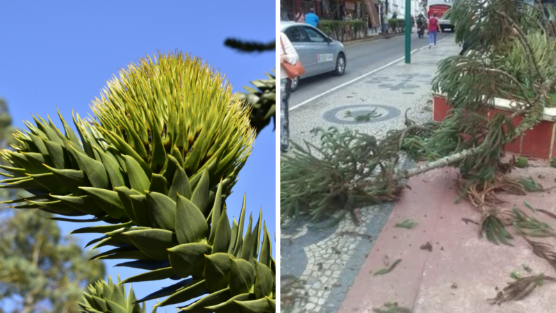Queda de galho de araucária fere duas pessoas na Praça dos Andradas, no Centro de Barbacena