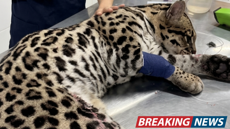 Youtuber resgata jaguatirica atropelada e mobiliza operação para salvar animal na BR-265