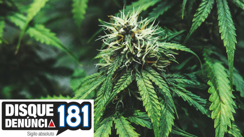 Tráfico de drogas avança em Barbacena e preocupa autoridades pela mudança no perfil dos envolvidos